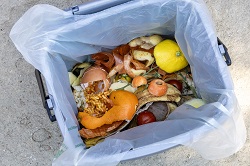 Food waste in caddy Food waste in caddy
