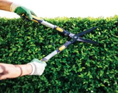 You clip, we’ll collect - hedge