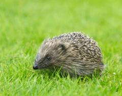 Be a hedgehog hero