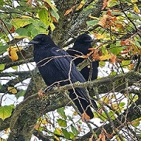 Conservation - Birds Conservation - Birds
