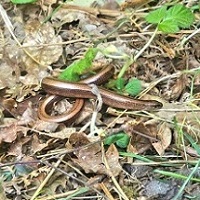 Conservation - Slow-worm Conservation - Slow-worm