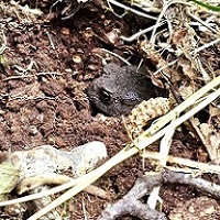 Conservation - Toad Conservation - Toad