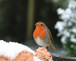 Help birds beat the brrr