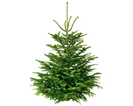 Tree-cycle your festive fir