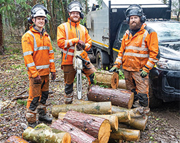 Tree cutting Crabtree