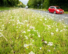 Biodiversity improvement zone