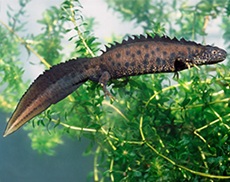 Great Crested Newt