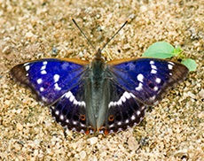 Purple Emperor Butterfly