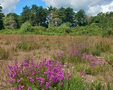 Heathland at Wigmore Heath, Tadley