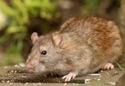 Common brown rat Common brown rat