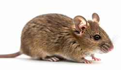 House mouse House mouse
