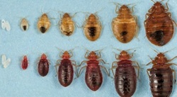 Bed bugs
