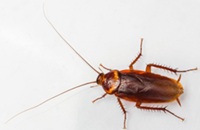 Cockroach