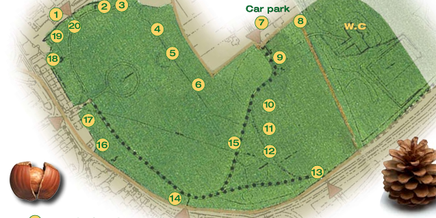 Tree trail map Tree trail map