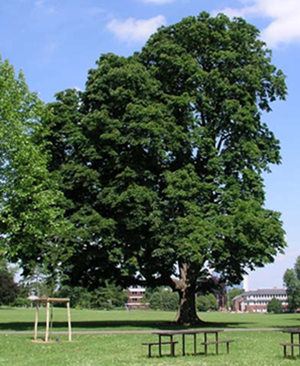 War Memorial Tree image War Memorial Tree image